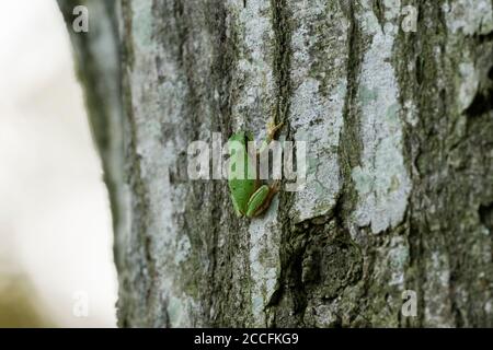 Japanischer Baumfrosch (Dryophytes japonicus), klettert auf einen Baum, Stadt Isehara, Präfektur Kanagawa, Japan Stockfoto