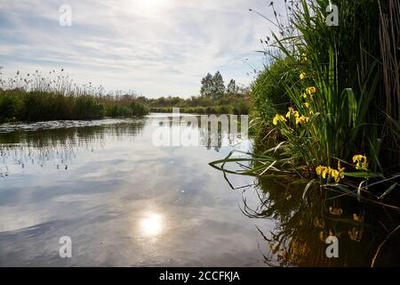 Deutschland, Mecklenburg-Vorpommern, Vorpommern, Recknitz, Iris, Landschaft Stockfoto