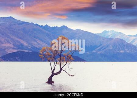 Berühmter Wanaka Baum im Lake Wanaka, Neuseeland. Stockfoto