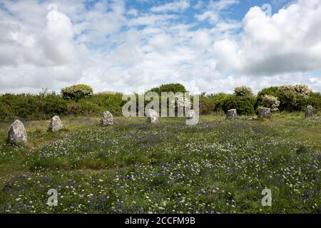 Wildblumen am prähistorischen Steinkreis genannt Boscawen-un auf Penwith Halbinsel, Cornwall Großbritannien Stockfoto