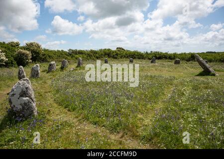 Wildblumen am prähistorischen Steinkreis genannt Boscawen-un auf Penwith Halbinsel, Cornwall Großbritannien Stockfoto