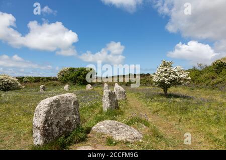 Wildblumen am prähistorischen Steinkreis genannt Boscawen-un auf Penwith Halbinsel, Cornwall Großbritannien Stockfoto