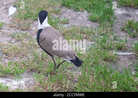 Chilenischer Kiebitz auf grünem Gras, von oben gesehen Stockfoto