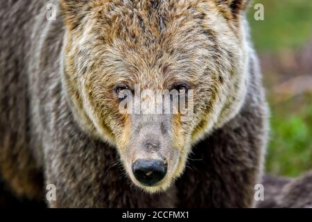 Bear schaut genauer hin Stockfoto