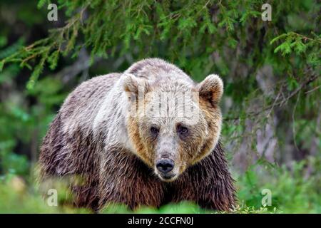 Zweifarbiger Braunbär Mama im Wald. Stockfoto