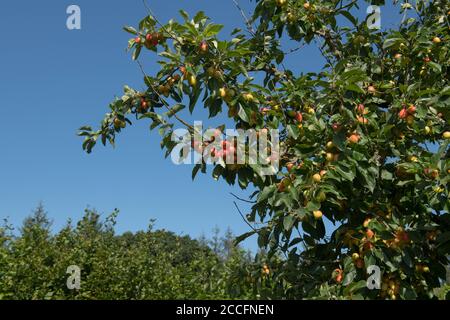 Fruchtreife auf einem Crab Apple Tree (Malus 'John Downie') mit einem hellen blauen Himmel Hintergrund in einem Country Cottage Garten in Rural Devon, England, UK Stockfoto