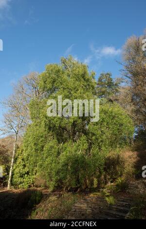 Grüne Blätter des chilenischen Evergreen Mayten oder Maiten Tree (Maytenus boaria) in einem Waldgarten in Rural Devon, England, Großbritannien Stockfoto