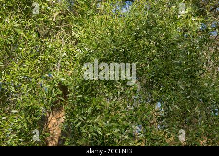 Grüne Blätter des chilenischen Evergreen Mayten oder Maiten Tree (Maytenus boaria) in einem Waldgarten in Rural Devon, England, Großbritannien Stockfoto