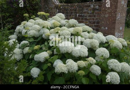 Weiße Blütenköpfe eines Sommer blühenden Hortensia-Strauches (Hortensia aborescens 'Annabelle') Wächst in einem Country Cottage Garden in Rural Somerset Stockfoto