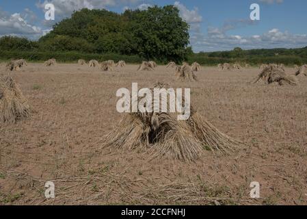 Frisch geerntete Weizenscheiben oder Stooks, die für das Dächern von Thatching verwendet werden Trocknen auf einem Feld in der ländlichen Devon-Landschaft, England, Großbritannien Stockfoto