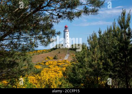 Deutschland, Mecklenburg-Vorpommern, Hiddensee, gelbe Ginsterblüten vor dem Nordturm der Insel. Stockfoto