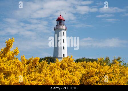 Deutschland, Mecklenburg-Vorpommern, Hiddensee, gelbe Ginsterblüten vor dem Nordturm der Insel. Stockfoto