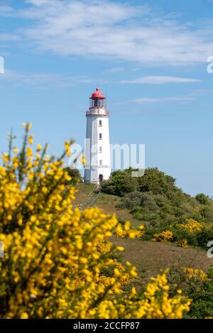 Deutschland, Mecklenburg-Vorpommern, Hiddensee, gelbe Ginsterblüten vor dem Nordturm der Insel. Stockfoto