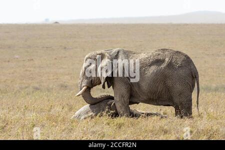 Elefantenweibchen, die über einem toten Familienmitglied steht, das ihn betrauert Im Serengeti Nationalpark in Tansania Stockfoto