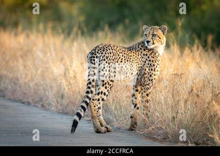 Junge Gepard steht zwischen hohen trockenen Gras in der Nähe Rand der Eine Straße im Krüger National Park Südafrika Stockfoto