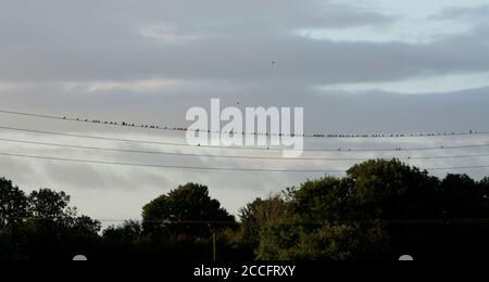 Eine große Gruppe von Linnets (Linaria cannabina) an Telefonleitungen, Warwickshire, England, Großbritannien Stockfoto