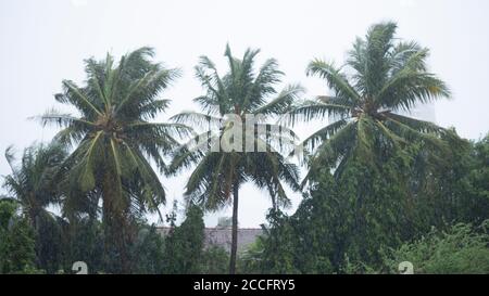 HEFTIGE REGENFÄLLE UND HEFTIGE WINDE WÄHREND DES ZYKLONS NISARG AM 30. MÄRZ 2020 IN MUMBAI, INDIEN Stockfoto