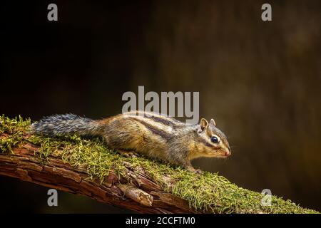Sibirischer Streifenhörnchen oder gewöhnlicher Streifenhörnchen (Eutamias sibiricus) In den Niederlanden im Sommer Stockfoto