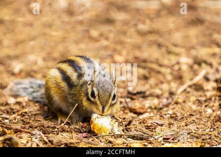 Sibirischer Streifenhörnchen oder gewöhnlicher Streifenhörnchen (Eutamias sibiricus) In den Niederlanden im Sommer Stockfoto