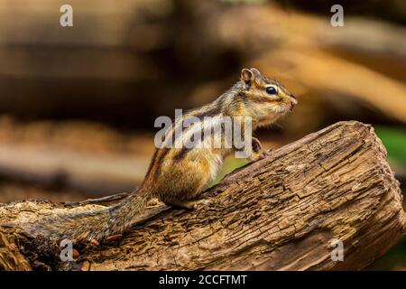 Sibirischer Streifenhörnchen oder gewöhnlicher Streifenhörnchen (Eutamias sibiricus) In den Niederlanden im Sommer Stockfoto