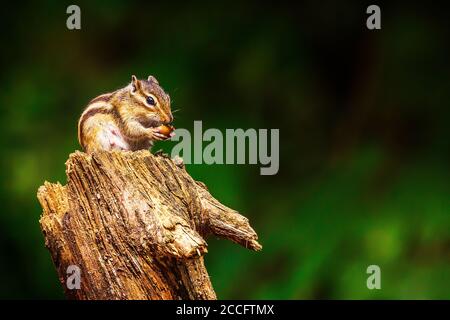 Sibirischer Streifenhörnchen oder gewöhnlicher Streifenhörnchen (Eutamias sibiricus) In den Niederlanden im Sommer Stockfoto