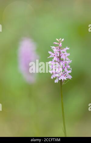 Heide gefleckte Orchidee, Dactylorhiza maculata, wilde Orchidee, Dolomiten, Belluno, Venetien, Italien Stockfoto