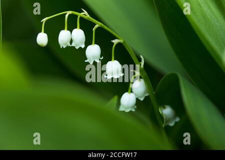 Maiglöckchen aus der Nähe, natürliche Außenumgebung Stockfoto