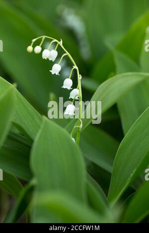 Maiglöckchen Natur vor der Tür Stockfoto