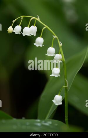 Maiglöckchen, dunkler natürlicher Hintergrund Stockfoto