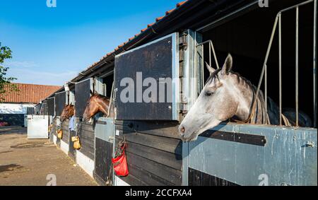 Newmarket, Suffolk, England, UK – Racehorses in ihren Boxen, die über den Hof des Trainers schauen und auf ihre frühmorgendliche Übung warten Stockfoto