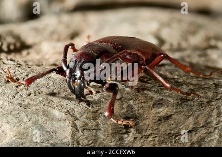 Hylotrupes bajulus (Old House Borer) ist eine Art von Käfer aus der Familie der langhörnigen Käfer. Stockfoto