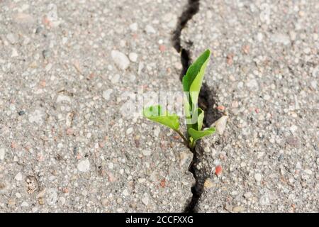 Grüne Pflanze wächst aus Riss in Asphalt. Stockfoto