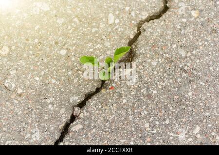 Grüne Pflanze wächst aus Riss in Asphalt. Stockfoto