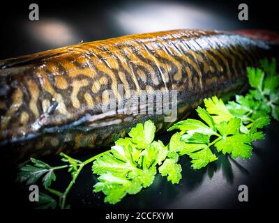 Geräucherter Makrelenfisch mit Petersilie auf schwarzem Hintergrund. Stockfoto