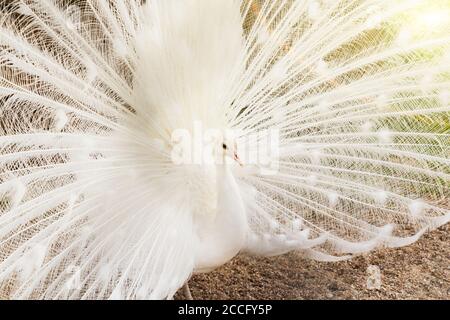 In der Nähe von wunderschönen weißen Pfau mit Federn aus. Stockfoto