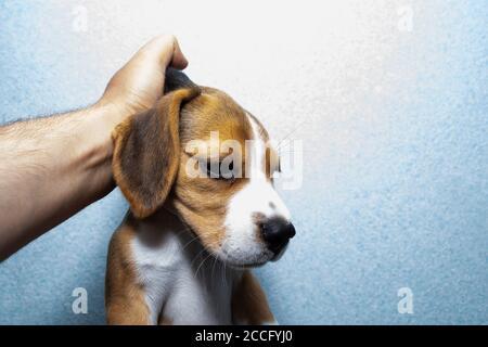 Welpen durch die Kräuseln des Halses angehoben, Grausamkeit gegenüber Tieren. Stockfoto