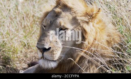 Die Schlacht vernarbte Gesicht eines männlichen Löwen in serengeti Stockfoto