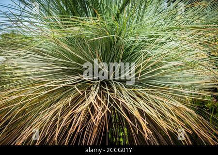 Xanthorrhoea johnsonii Johnsons Grasbaum. Stockfoto