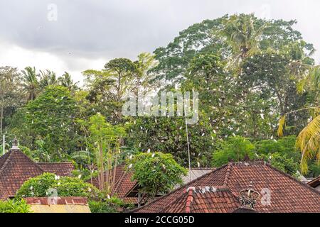 Das Dorf Petulu befindet sich nördlich von Ubud. Bei Sonnenuntergang jeden Abend, Schwärme von Kokokan Vögel (Reiher) fliegen von der ganzen Insel zu brüten und Stockfoto