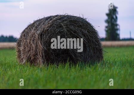 Die Heuwalze steht in einer ungesammelten grünen Wiese und Im Hintergrund in der Ferne ein großer Baum und Ein Zuschneidefeld Stockfoto