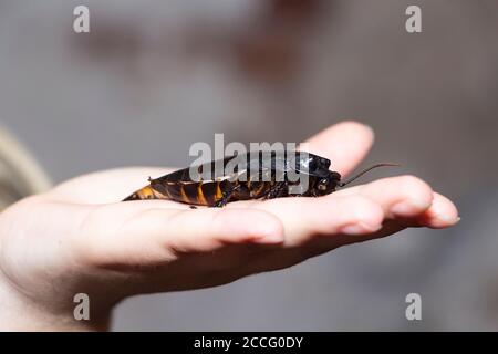 Große Kakerlake, die auf der flachen Hand einer Person sitzt, schwarz. Stockfoto