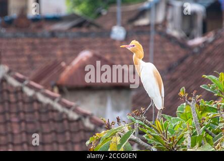 Das Dorf Petulu befindet sich nördlich von Ubud. Bei Sonnenuntergang jeden Abend, Schwärme von Kokokan Vögel (Reiher) fliegen von der ganzen Insel zu brüten und Stockfoto