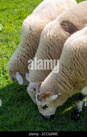 Hungrige Schafe grasen in einer Reihe wie Rasenmäher im grünen Gras. Tageslicht mit Kopierbereich. Stockfoto