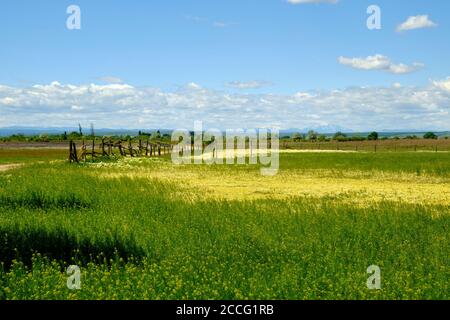 Landschaft am Neusiedler See bei Illmitz im Nationalpark Neusiedler See, Burgenland, Österreich Stockfoto