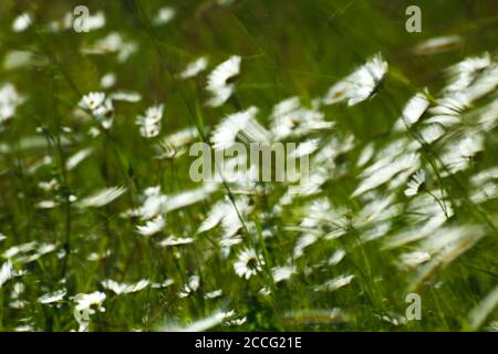 Gänseblümchen durch starken Wind gebogen Stockfoto