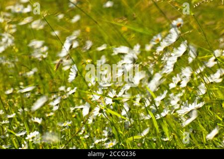 Gänseblümchen durch starken Wind gebogen Stockfoto