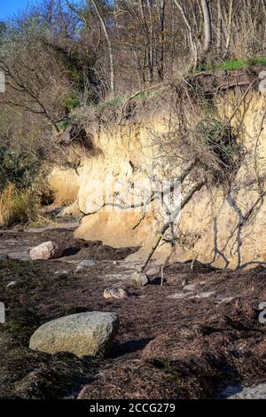 Fallender Baum am Rande der erodierten Steilküstenklippe auf der deutschen Insel Poel in der Ostsee bei Wismar, ausgewählter Fokus Stockfoto