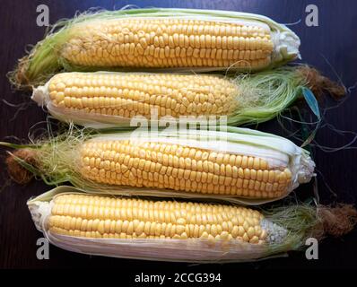 Vier goldene Ähren mit Blättern. Low-Taste. Draufsicht Stockfoto