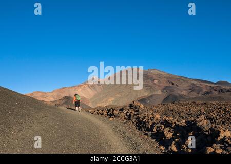 Wanderung in der Vulkanlandschaft rund um den Montana de la Botija mit Blick auf die Vulkane Pico del Teide (3718 m) und Pico Viejo (3135 m), El Teide Stockfoto