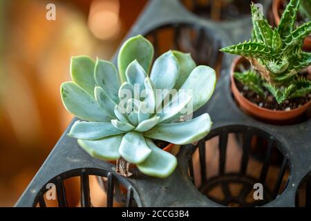 Kleine sukkulente Echeveria oder Kaktuspflanze im Mini-Topf, Closeup Stockfoto